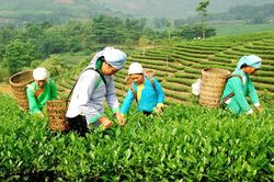 Giải pháp nâng cao thu nhập ở Lùng Khấu Nhin