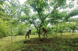 Lùng Thẩn phát triển mô hình nông nghiệp hữu cơ