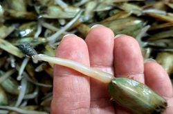 Đặc sản chỉ có ở Hải Phòng, xấu nhưng ngon, 150.000 đồng/kg
