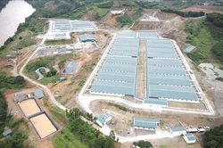 Xử phạt gần 300 triệu đồng đối với trang trại nuôi lợn gây ô nhiễm môi trường