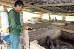 Mường Chà chủ động phòng, chống dịch bệnh trên đàn vật nuôi