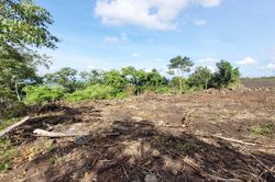 Gia Lai: Khởi tố vụ phá hơn 4,1 ha rừng phòng hộ