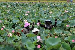 Trồng sen cho người nông dân lợi nhuận trên 100 triệu đồng mỗi ha