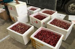 Thu giữ 310 kg dâu tây không rõ nguồn gốc xuất xứ