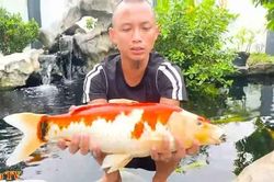 Chơi cá koi tiền tỷ, anh em Tam Mao TV bất ngờ gặp biến