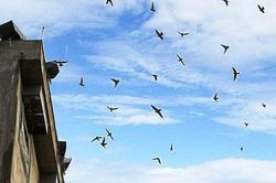 Không được phép chăn nuôi gia súc, gia cầm tại nhiều khu vực