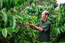Cựu chiến binh sử dụng hiệu quả nguồn vốn vay