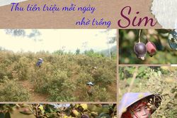 Thu tiền triệu mỗi ngày nhờ trồng sim