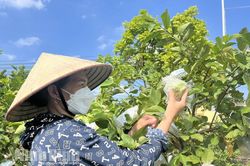 Ổi Đồng Phong, sản phẩm OCOP tiềm năng