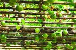 Thứ từng làm hàng rào ở Việt Nam, nước ngoài xem là 'dược vương'
