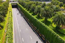 'Sốt xình xịch' với bức tường xanh mướt giữa lòng Hà Nội