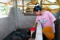 Nuôi heo đen đặc sản ở Sơn Điền