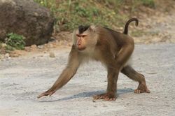 Khỉ hoang tấn công người ở xã Hải Thượng