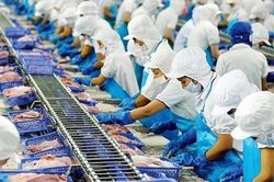 Sản phẩm động vật thủy sản nhập khẩu làm nguyên liệu sản xuất xuất khẩu được miễn kiểm dịch