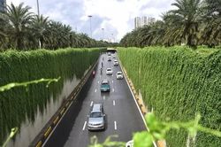 Mướt mắt với bức tường cây giữa lòng Hà Nội