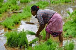 Nguồn cung gạo thế giới đối mặt rủi ro vì tình hình thiếu mưa ở Ấn Độ