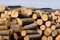 Mỗi năm nhập khẩu gỗ từ Trung Quốc khoảng 1 tỷ USD