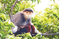 Bảo tồn loài voọc chà vá chân nâu tại bán đảo Sơn Trà