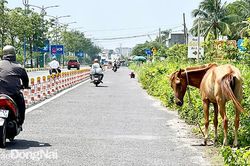 Giật mình vì... ngựa