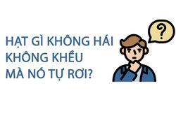 Hạt gì không hái không khều mà nó tự rơi?