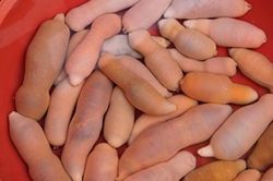 Ngã ngửa trước đặc sản hình dạng nhạy cảm, cách ăn càng gây sốc