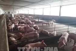 Giá lợn hơi tăng cao, người chăn nuôi e dè khi tái đàn