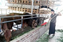 Phát triển chăn nuôi gia súc ở Tuần Giáo