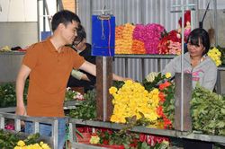 Quỳnh Phương với mục tiêu 27 triệu cành hoa mỗi năm