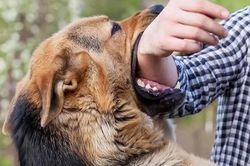 Tử vong sau ba tháng bị chó dại cắn