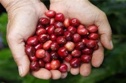 Hành trình đặc biệt của cây cà phê từ lá