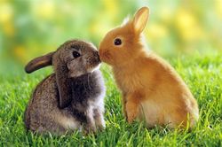 Ảnh siêu đáng yêu về động vật tí hon dễ thương nhất quả đất