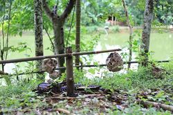 9x Phú Thọ thu về hàng chục triệu đồng nhờ nghề lạ