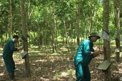 Nghệ An: Lao đao vì mủ cao su rớt giá