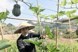Hiệu quả mô hình trồng rau an toàn ở Si Ma Cai