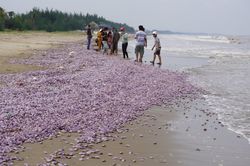 Hàng triệu con ngao giấy chết dạt vào bãi biển Thanh Hóa