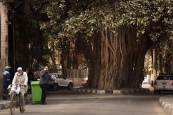 Ai Cập lên kế hoạch trồng 100 triệu cây xanh