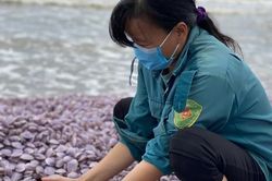 Thanh Hóa: Hàng tấn ngao chết 'đổ bộ' dọc bờ biển Nghi Sơn