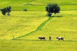 Chữ và nghĩa: Ruộng giữa đồng, chồng giữa làng
