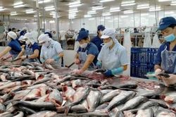 Vì sao xuất khẩu cá tra sang EU 'làm 7 tháng tiền nhiều bằng cả năm'?
