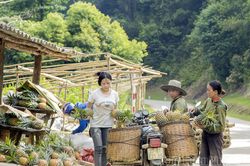 Mùa dứa mật Pu Lau