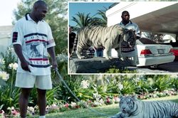 Số phận những con hổ của Mike Tyson