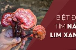 Biệt đội tìm nấm lim xanh