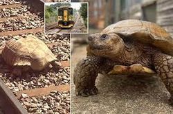 Dịch vụ đường sắt gián đoạn vì chú rùa lang thang trên đường ray