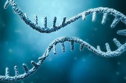 Phát hiện loại 'gene nhảy' kỳ lạ ở chuột có thể giúp con người điều trị bệnh nghiêm trọng