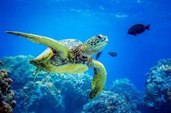 Khám phá 'giác quan thứ sáu' của các loài động vật