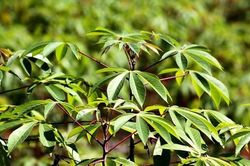 Lá nhà nghèo xưa mọc bờ bụi nay 'đắt như tôm tươi' trên chợ mạng
