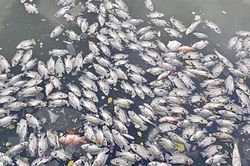 Phú Yên: Thủy sản chết đột ngột, người nuôi thiệt hại gần 2,5 tỷ đồng