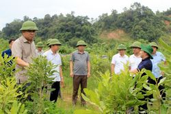 Tiếp tục đẩy nhanh tiến độ giao đất, giao rừng ở Mường Nhé