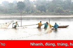 Về khoang cá đầy