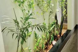 Đời sống Đưa cây xanh vào nhà